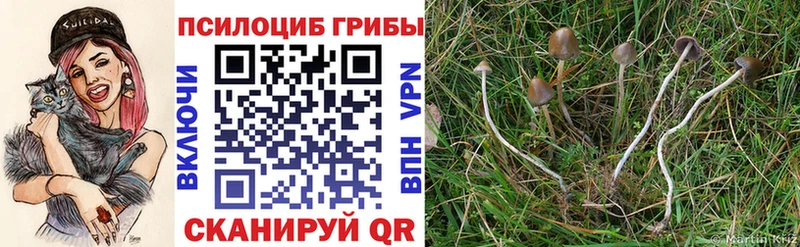 Купить закладки  Городище  Псилоцибиновые грибы Psilocybe 